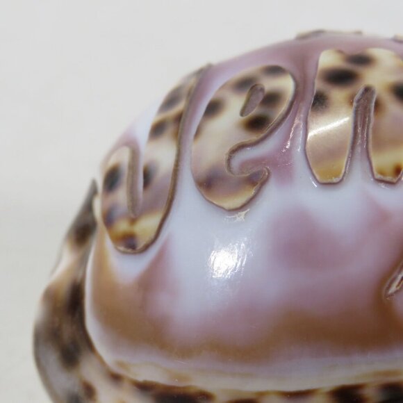 REAL Sea Shell Hand-Carved “Jennifer” Cowrie Shell Hawaiian - Picture 2 of 10